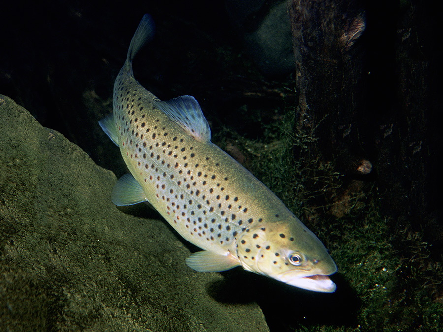 Forelle (Bild: Eric Engbretson for U.S. Fish and Wildlife Service) Forelle (Bild: Eric Engbretson for U.S. Fish and Wildlife Service)