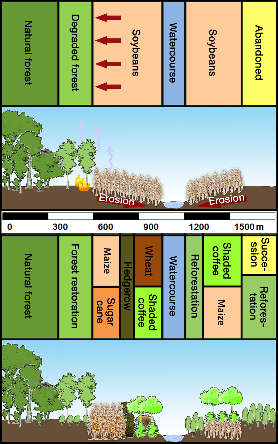 Das Diagram stellt Monokultur und differenzierte Landnutzung gegenüber.