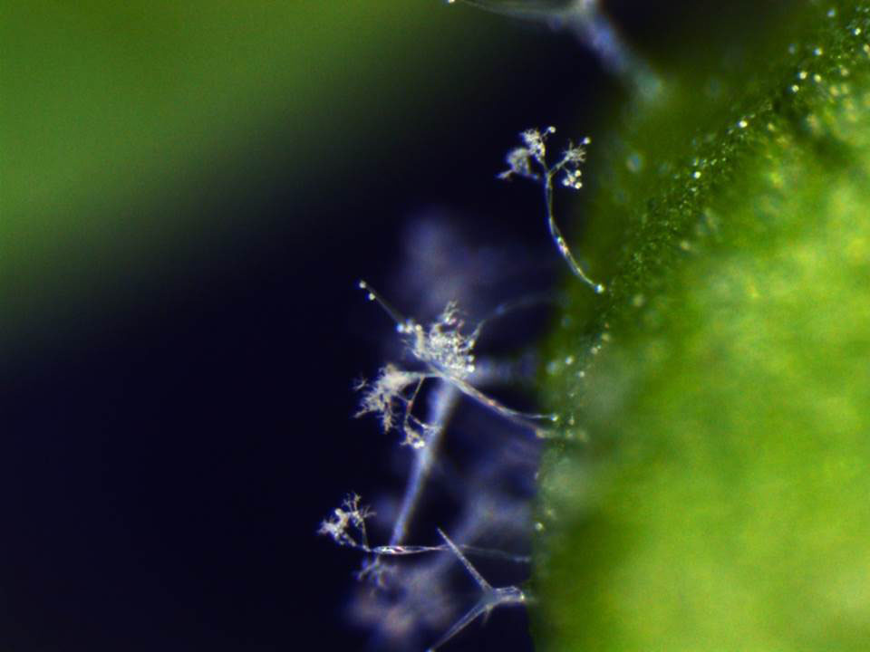 Pilzbefall auf einem Blatt der Modellpflanze Acker-Schmalwand.