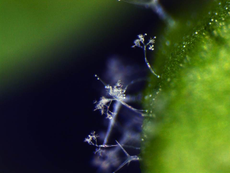 Fungal infestation on a leaf of the model plant thale cress.