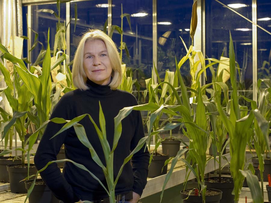 According to the head of the Synbreed project, Prof. Chris-Carolin Schön, optimizing breeding methods will be an important technology for the future. (Image: A. Heddergott / TUM)