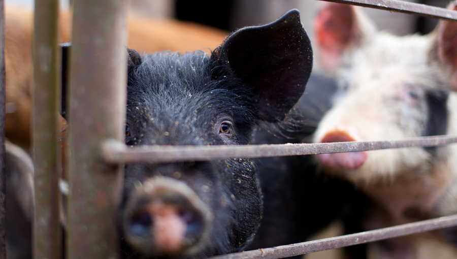 Schweine c xalanx Fotolia Web