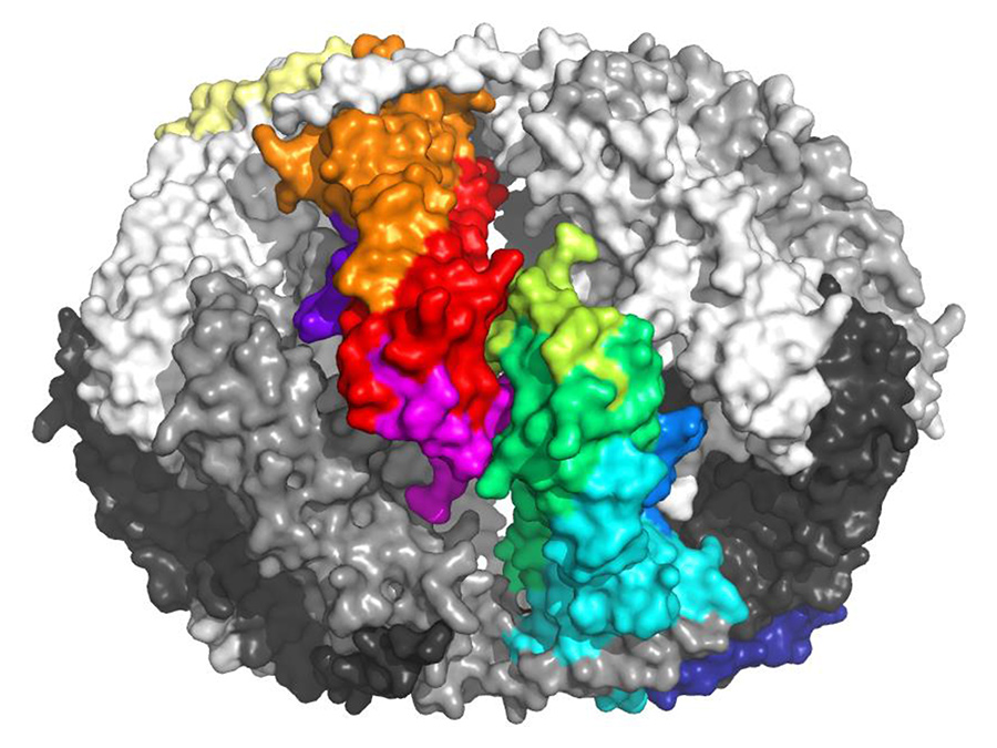 Fertigbauprinzip: 32 identische Untereinheiten bilden diese Form des Proteinkomplexes Sip1 – Bild: Tilly Fleckenstein / TUM