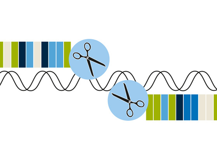 Modern DNA cutting tools allow genetic defects to be easily and quickly injected into mouse cells.