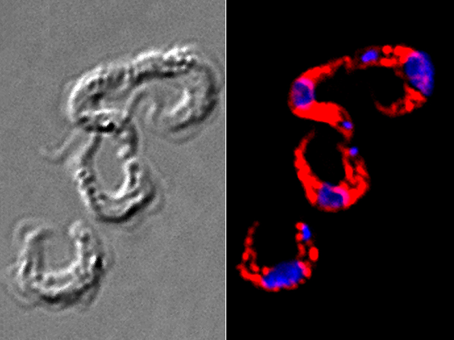 Trypanosomen in der Durchlichtmikroskopie (links) und in der Fluoreszenzmikroskopie (rechts). Angefärbt sind hier die Glykosomen (rot), gegen die sich der Wirkstoff richtet, sowie die DNA des Parasiten (blau). Bild: Ralf Erdmann, Vishal Kalel / Ruhr-Universität Bochum