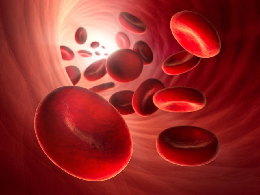Vergrößerte Darstellung von roten Blutkörperchen