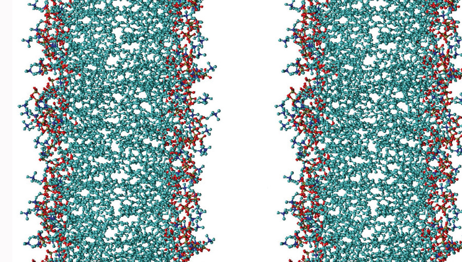 Biomembranen verlieren ihre biologischen Funktionen, wenn sie miteinander verkleben. Ein dünner Wasserfilm verhindert, dass sich die Membranen (links und rechts) zu nahe kommen. Bild: Emanuel Schneck Biomembranen verlieren ihre biologischen Funktionen, wenn sie miteinander verkleben. Ein dünner Wasserfilm verhindert, dass sich die Membranen (links und rechts) zu nahe kommen. Bild: Emanuel Schneck