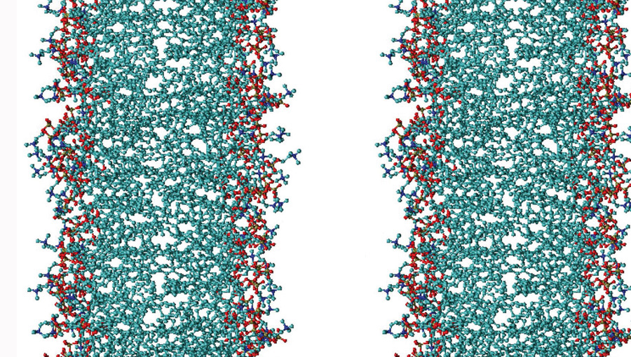 If they stick together, biomembranes lose their biological functions. A thin film of water prevents the membranes (left and right) from getting too close. Image: Emanuel Schneck