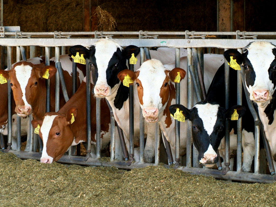 Die konventionelle Landwirtschaft verursacht mehr Treibhausgase als Öko-Betriebe - dafür erzielt sie höhere Erträge.