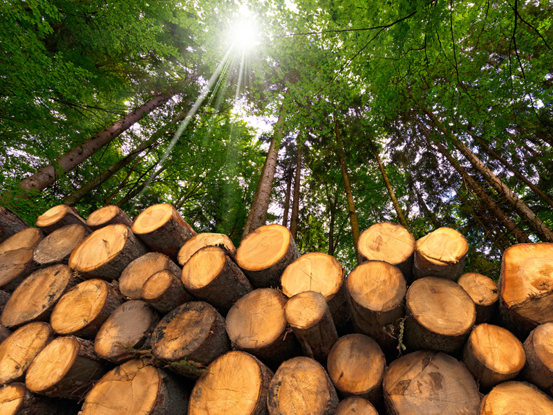 Holz – ein nachwachsender Rohstoff.