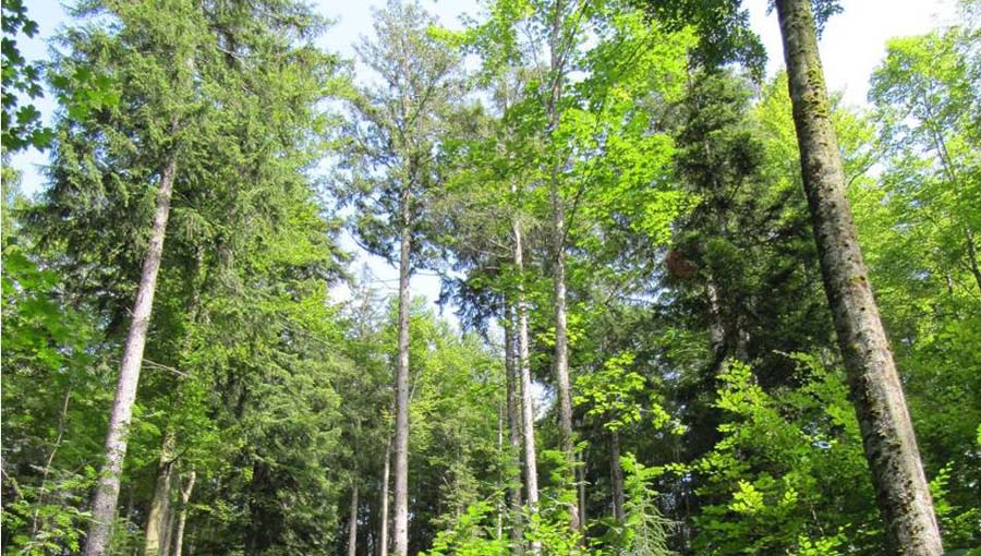 Symbolbild Wald Symbolbild Wald