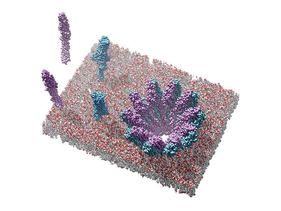 Single subunits of YaxA (blue) and YaxB (purple) and a pore built up from these subunits. Image: Bastian Bräuning / TUM