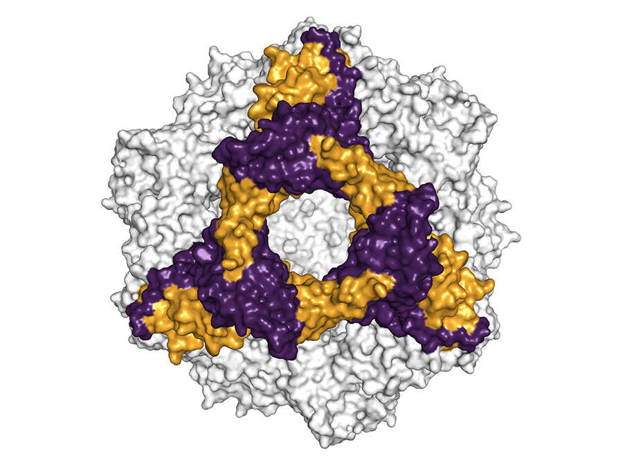 Räumliche Struktur des alphaB-Crystallins. Die Struktur wurde unter anderem mit Hilfe von kryo-elektronenmikroskopischen Messungen ermittelt. (Bild: Andi Mainz / TUM)