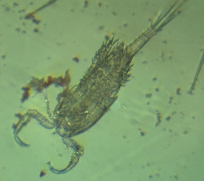 The scientists observed several species in the contaminated water body, including the less standard species for these tests, such as mini-snails and copepods. (Photo: Hasenbein)