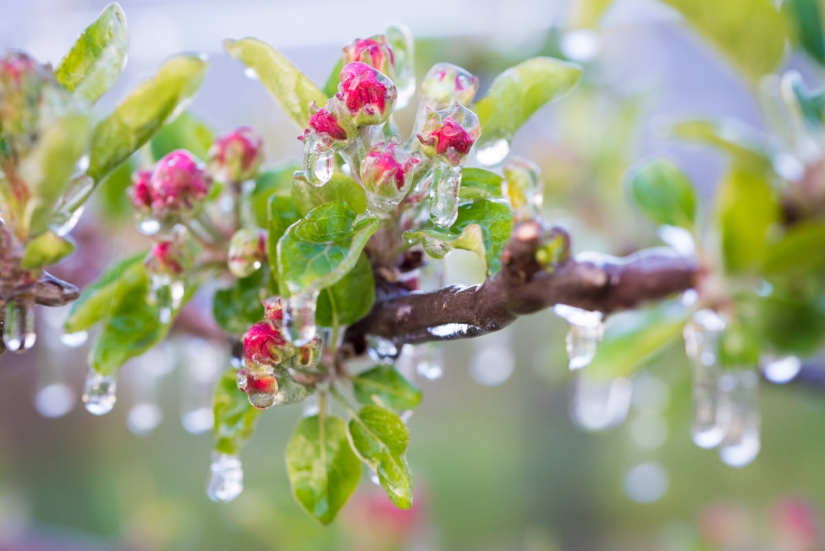 Pictured are frozen flowers of an apple tree in South Tyrol, Italy that have been protected from damage by late frost with frost-protection sprinkling. Eremina et al show that in the freezing tolerance of plants steroid hormones take part, and elucidate molecular pathways, which contribute to this activity. (Photo: courtesy of D. Mitterer-Zublasing)