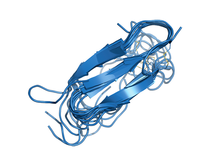 Superimposing the ten structures with the least energy shows nicely which structure the hIAPP molecule prefers in a membrane environment – a completely different structure than the free molecule would occupy. (Image: Diana Rodriguez Camargo / TUM)