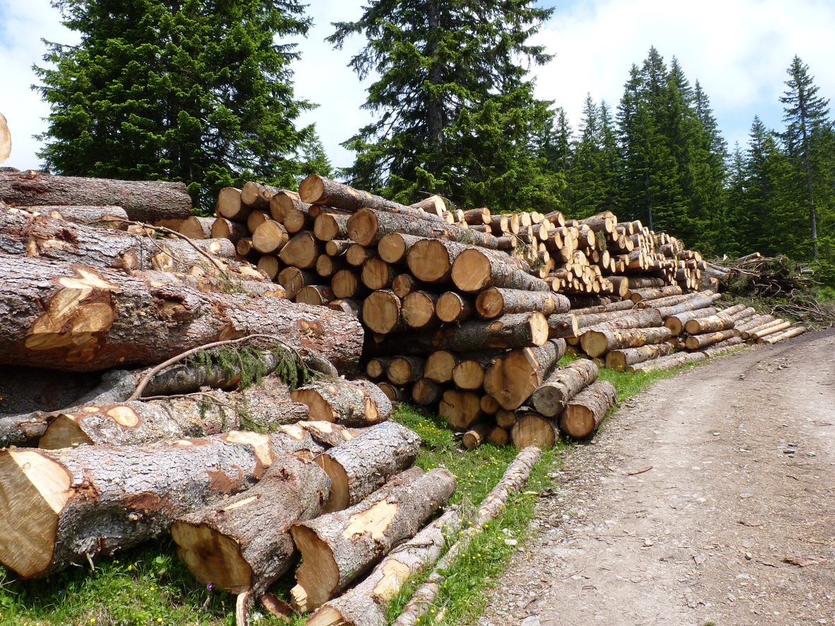 Der Wald hat viele Funktionen: Er bietet Raum für Erhohlung, er beherbergt eine große Artenvielfalt und er kann wirtschaftlich genutzt werden. (Foto: binagel / iStock)