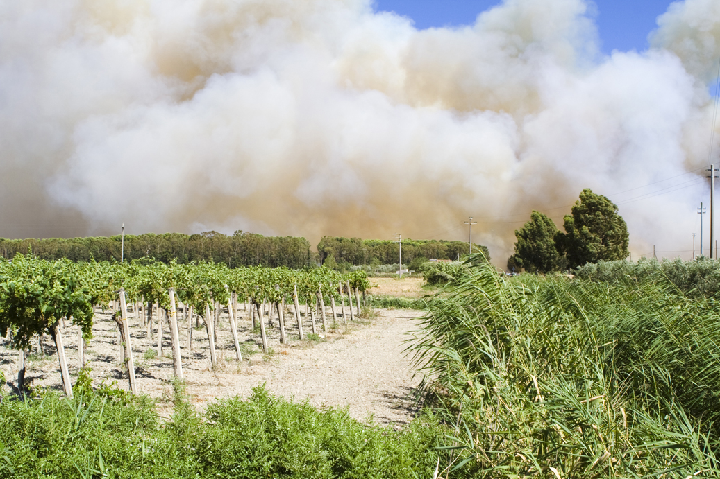 The drier the summer, the more often there are forest fires as seen in the photo of summer 2017 in Southern Italy in the region Basilicata. When vineyards are nearby, the vine takes up the smoky aromas, which can only be ascertained in the finished product. (Photo: iStock / Angelafoto)