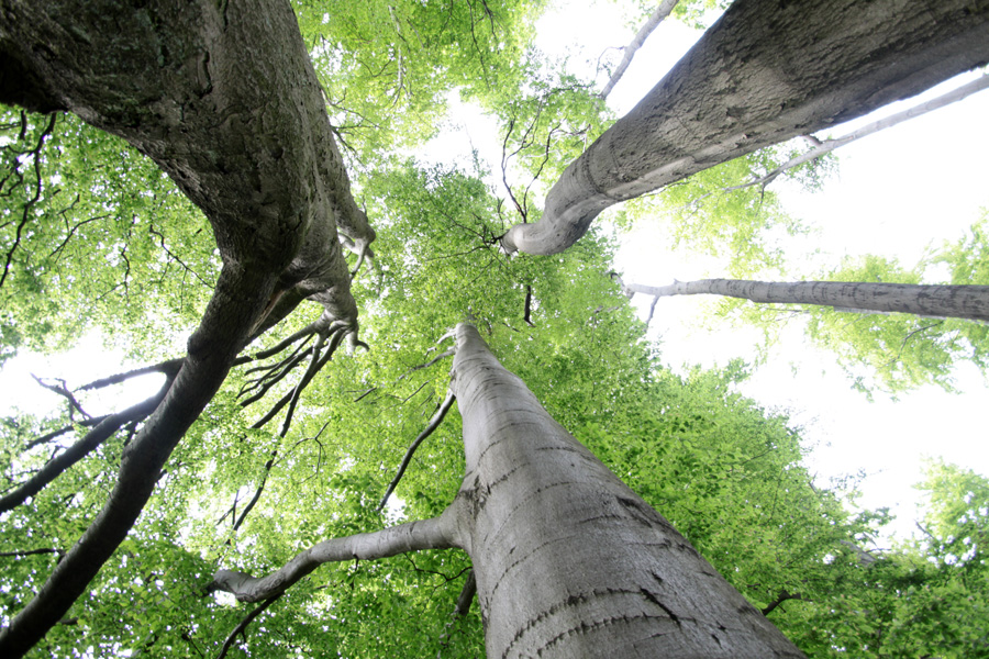 An Holzproben seit den 1870er-Jahren beispielsweise von Buchen konnte das Team am Wissenschaftszentrum Weihenstephan zeigen, dass das jährlich wachsende Holz allmählich leichter geworden ist. (Bild: iStockphoto/ mb-fotos)