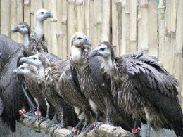 Oriental white-backed vultures on the bar