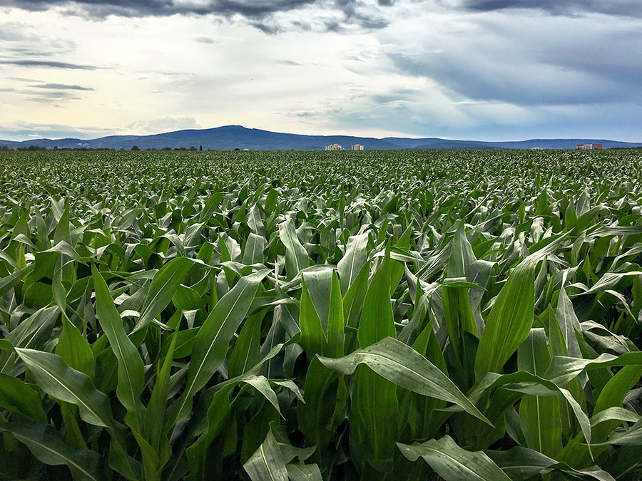 Massive expansion of energy crops might be as damaging to biodiversity as climate change. (Image: C. Hof / TUM)