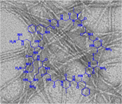 A new class of designed macrocyclic peptides has been developed which are highly potent inhibitors of amyloid plaque formation. (Picture: Kapurniotu/ TUM)