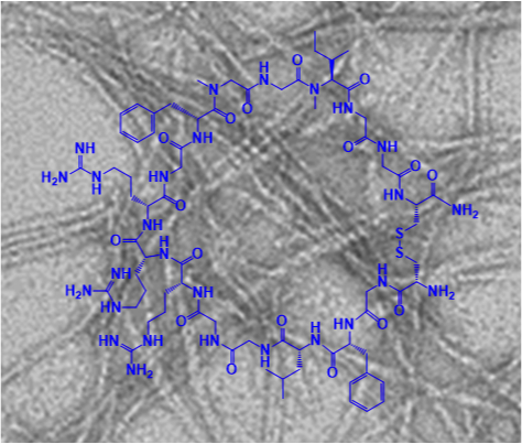 Eine neue Klasse von designten makrozyklischen Peptiden wurde entwickelt, die hochpotente Hemmstoffe der Amyloidplaque-Bildung darstellen. (Bild: Kapurniotu/ TUM)