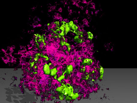 In Kokon-artigen Strukturen in der Leber erfolgt die Expansion von T Zellen (grün). Monozyten (rot), unterstützen die T Zell Expansion.