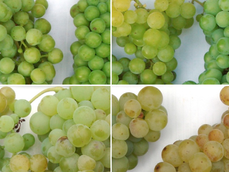 As the grapes ripen, more and more aroma compounds accumulate in their skin.