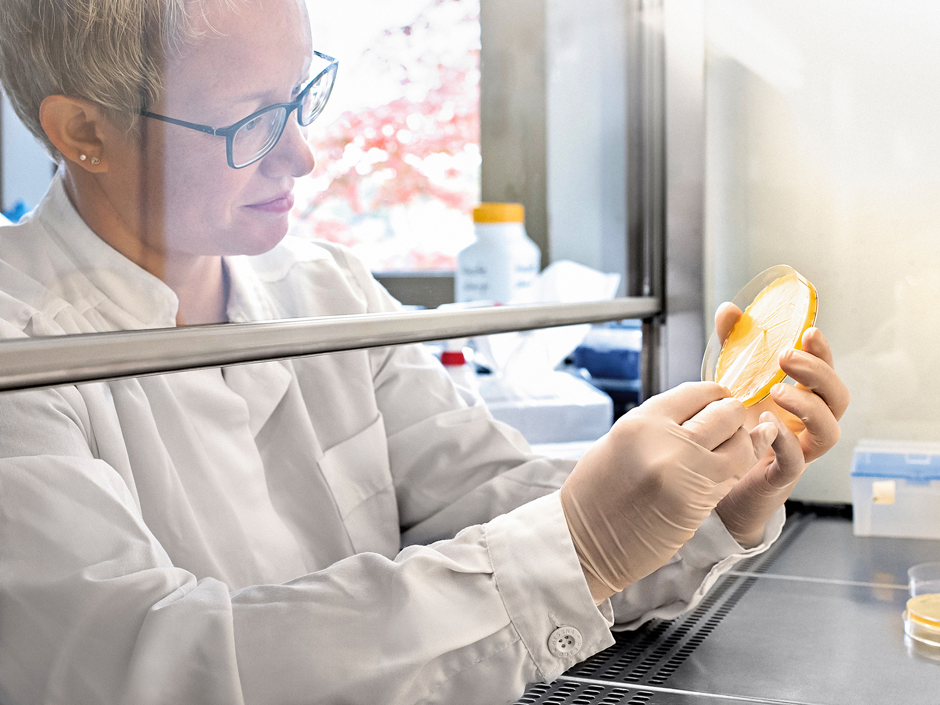 Dr. Stefanie Ranf working in her lab.