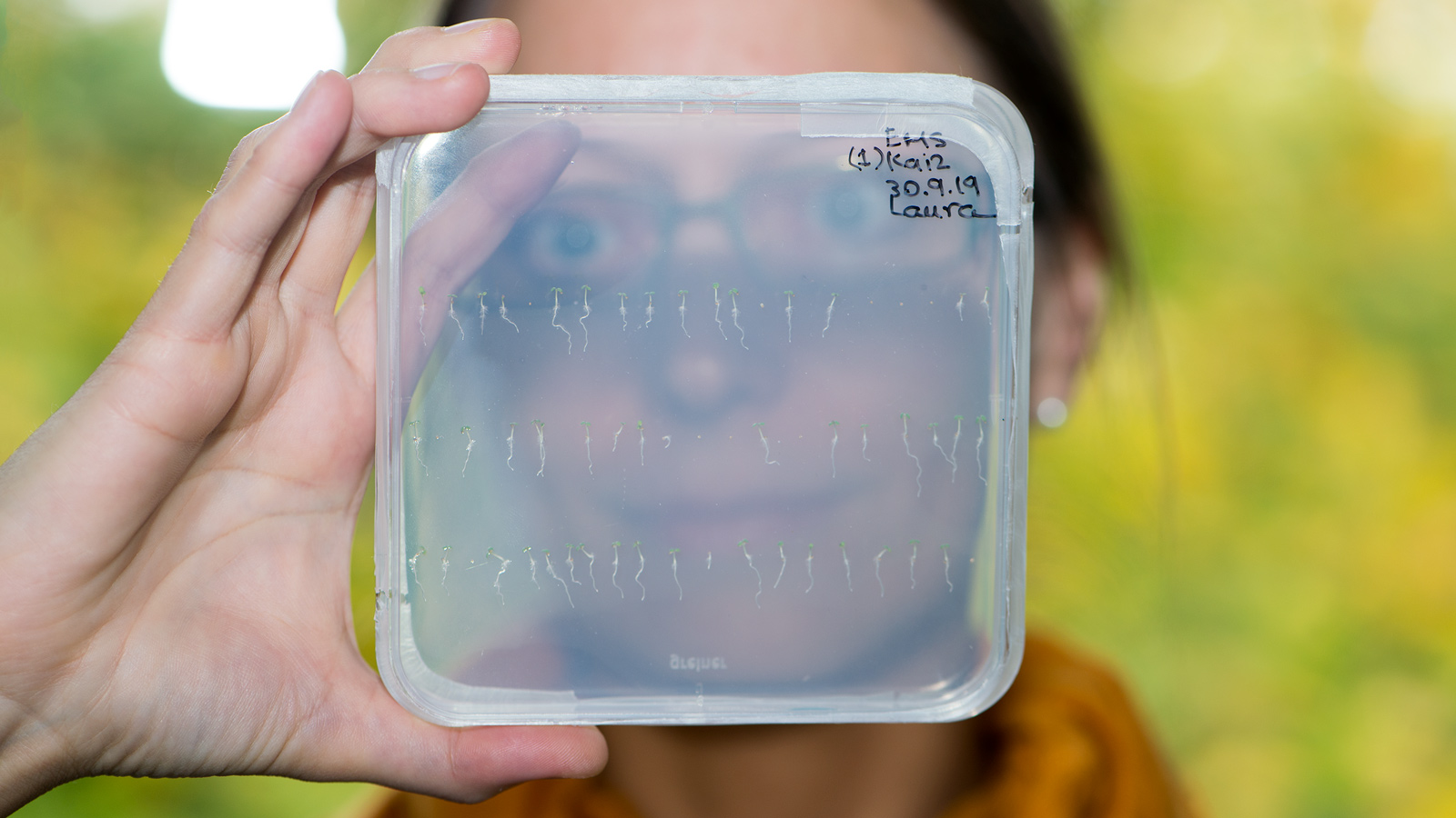 Prof. Dr. Caroline Gutjahr with seedlings of thale cress (Arabidopsis).