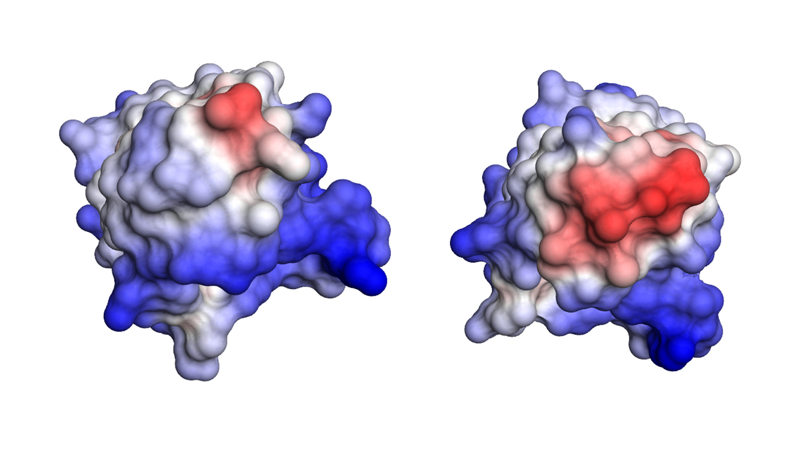 Compared to the normal antibody fragment (left), that of the patient (right) has a significantly larger hydrophobic area (red). Due to its lower stability, this fragment can form the dangerous amyloid fibrils.