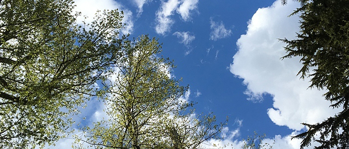 Ein Forschungsteam der Technischen Universität München und der University of Georgia, USA, zeigt erstmals am Beispiel von Bäumen, dass Epimutationen über die Lebenszeit einer Pflanze hinweg kontinuierlich zunehmen und zur Altersdatierung von Bäumen genutzt werden können.