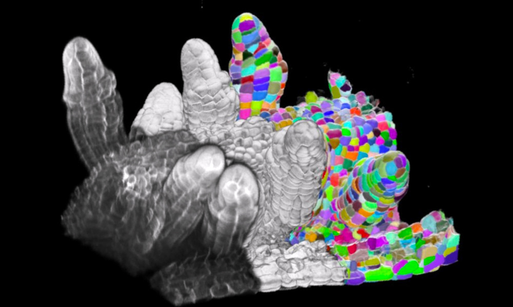 3D-Abbildung von Pflanzenorganen 3D-Abbildung von Pflanzenorganen, Mikroskopie liefert Bilder für Algorithmus