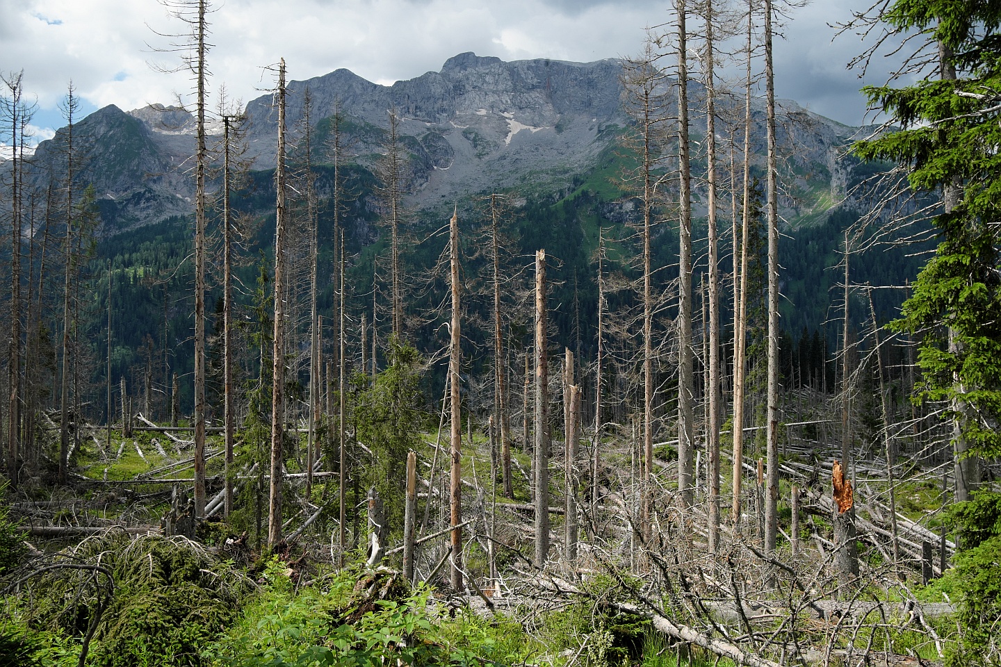 Wälder können zur Lösung des Klimaproblems beitragen, solange die globale Erwärmung mit ihren Dürren, Waldbränden und Ökosystemveränderungen – wie hier durch Borkenkäfer - sie nicht zuerst zerstört. Forschende quantifizierten jetzt das Risiko für die Wälder durch den Klimawandel.