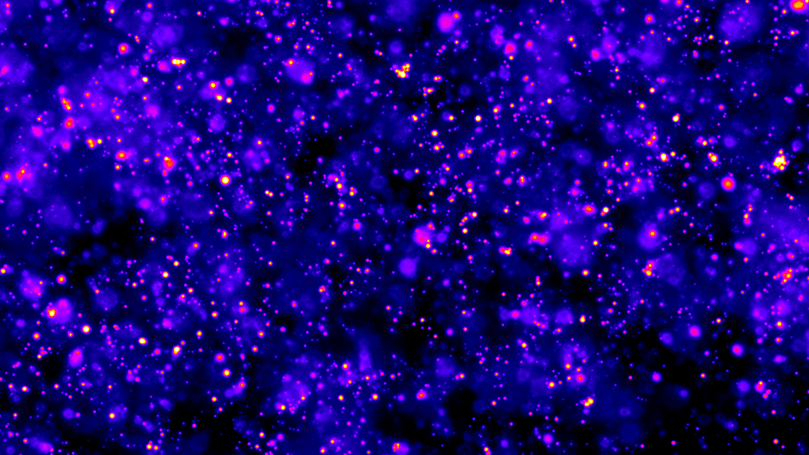 Fluoreszenzmikroskopisches Bild von in ein Hydrogel eingebetteten, hydrolysierbaren Öltröpfchen.