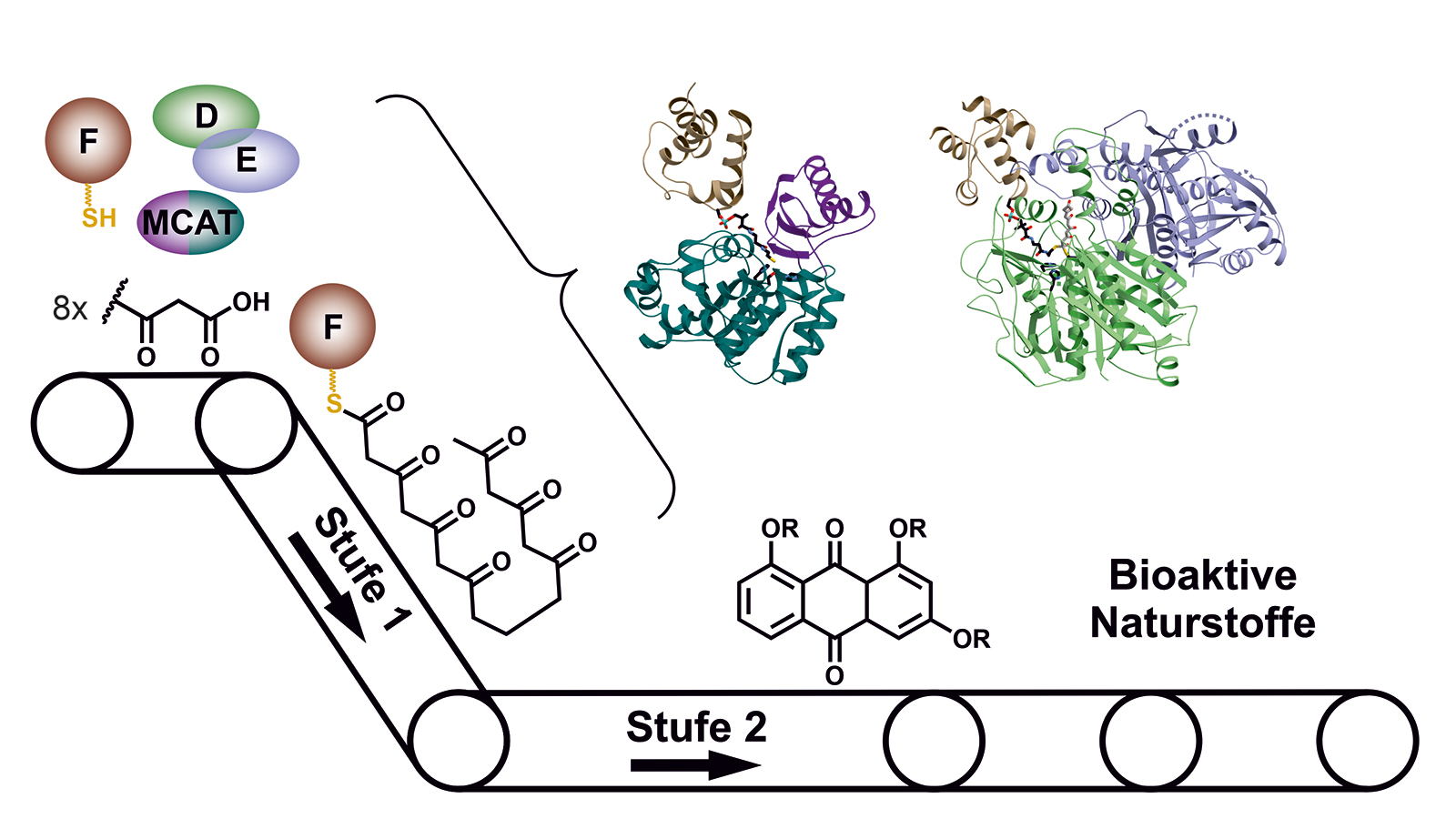 Im Typ II PKS-System spielen die einzelnen Enzyme beim Aufbau von Naturstoffen wie die Fließbänder einer Fabrik zusammen.