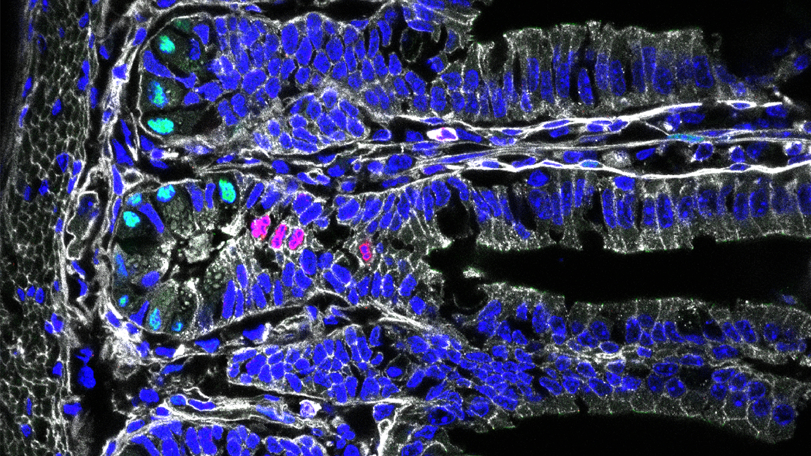 Cross-section of the intestine of a mouse: intestinal stem cells in green, cell division in red.