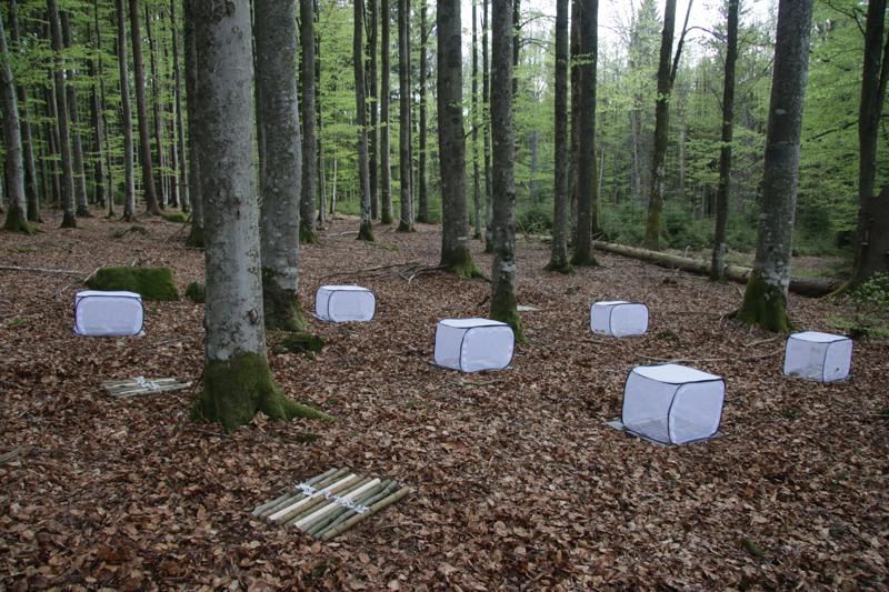 Experiment mit Totholz im Nationalpark Bayerischer Wald: Ein Teil der Holzstücke liegt in Käfigen, um Insekten fernzuhalten