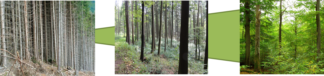 Struktur eines Waldes von der Monokultur eines Fichtenwalds hin zu einem Mischwald. 