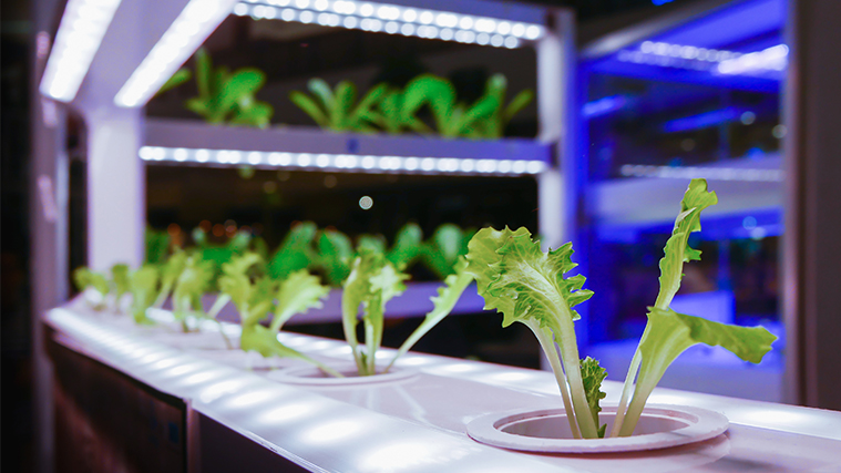 Plants in a vertical farming lab